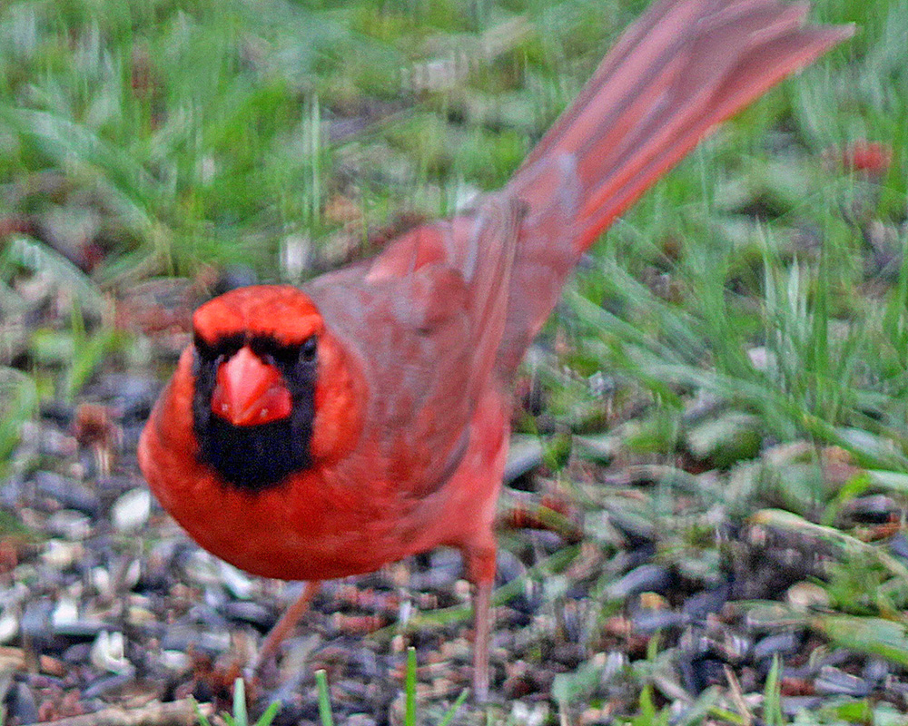 A male cardinal stands on the ground under our bird feeders