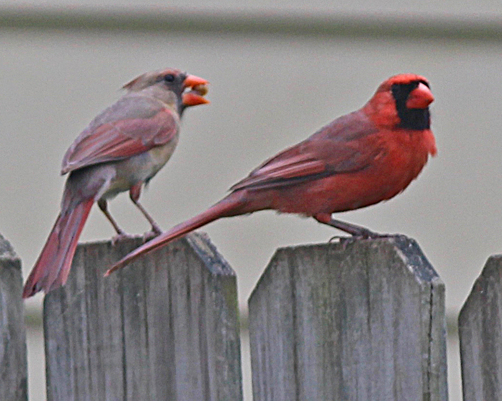 Cardinals sitting on the fence close together, one female with a seed in her beak, and the male looking away from her
