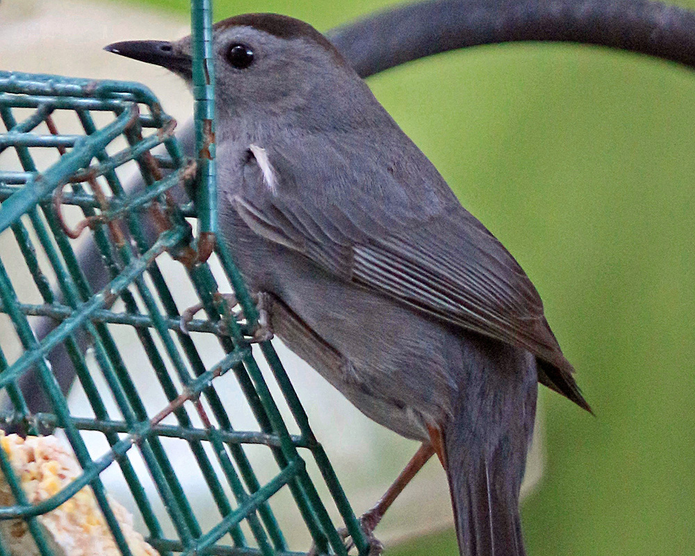 Bird in our backyard