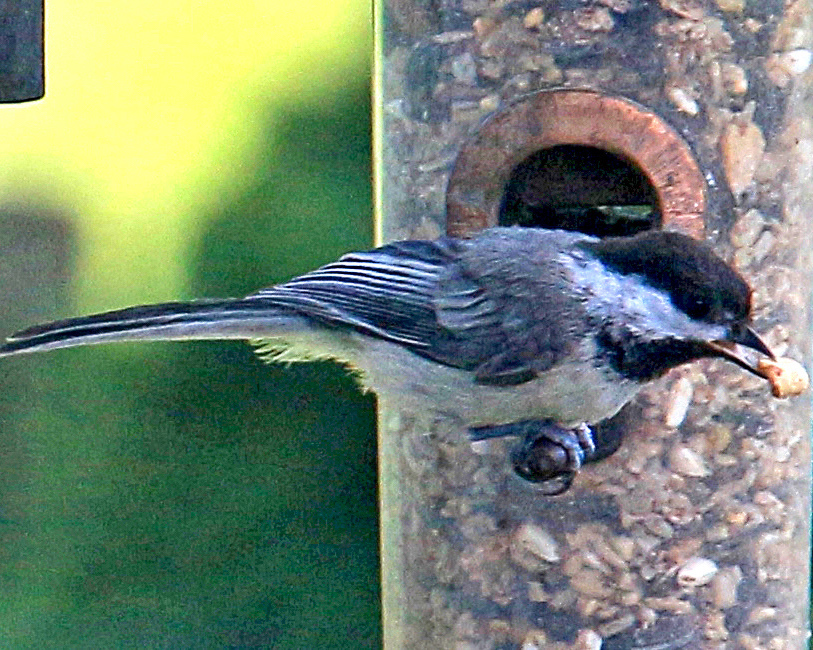 Black-capped Chickadee eating out our bird feeder