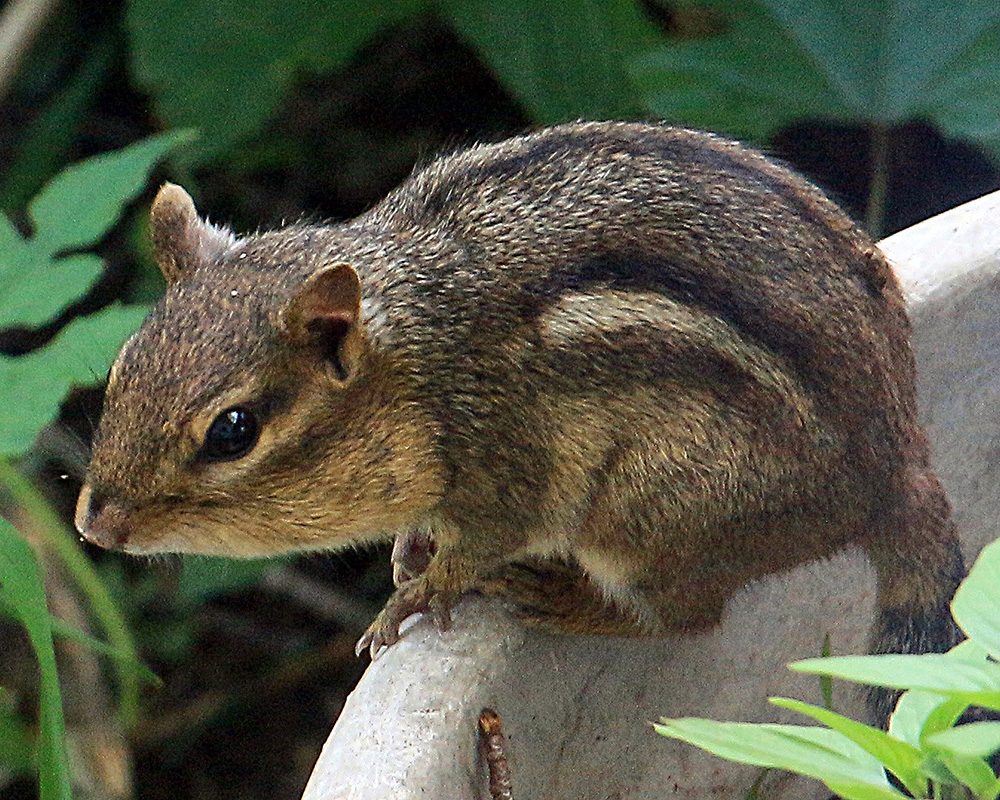 adorable chipmunk