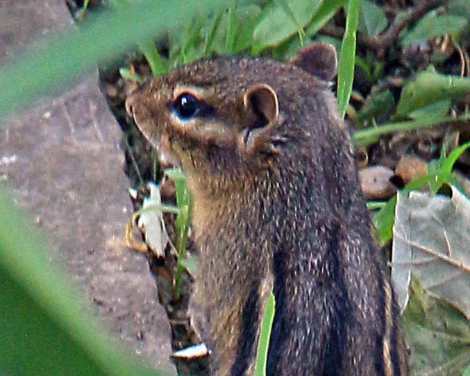 adorable creature