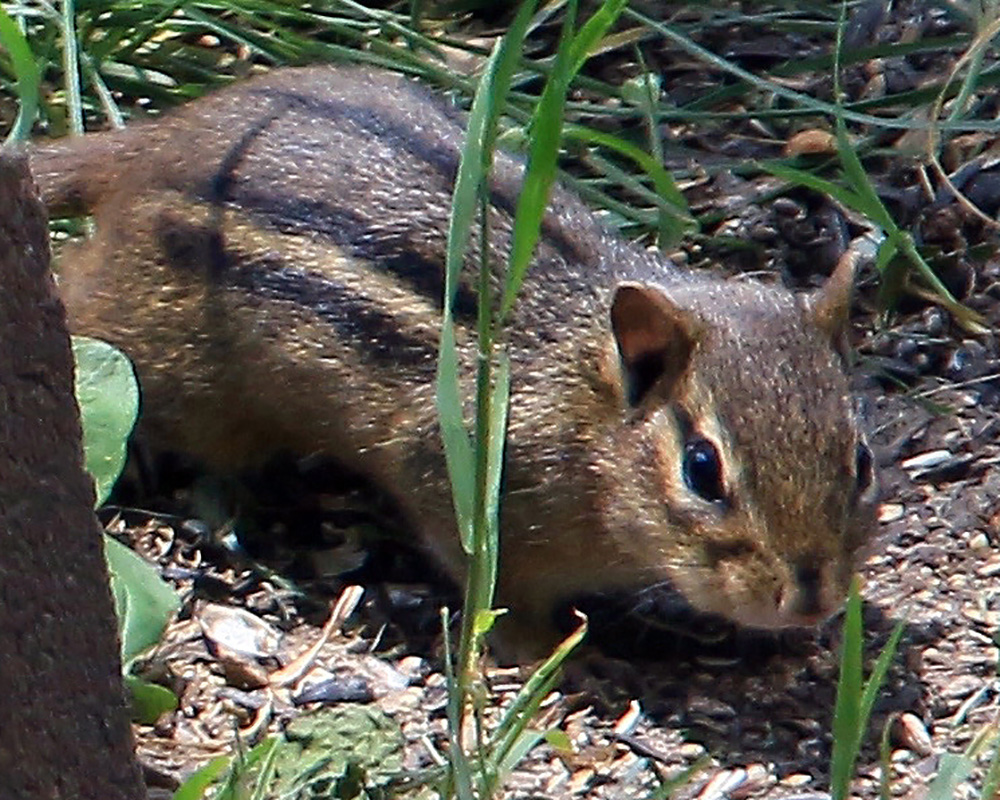 chipmunk slinking along the ground