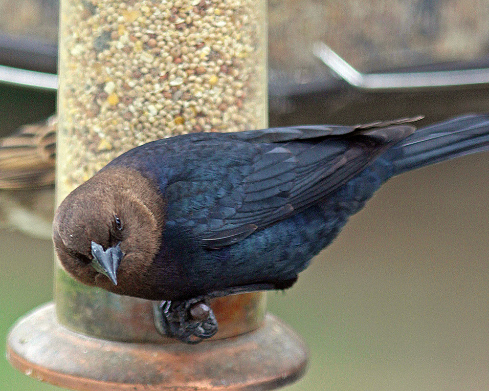 Cowbird turns away from feeder and toward me