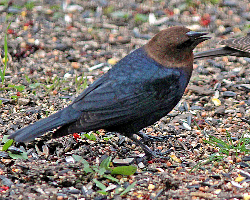 Cowbirds on the seeds in our backyard under the feeders