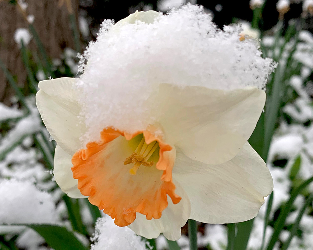 daffodil with snow