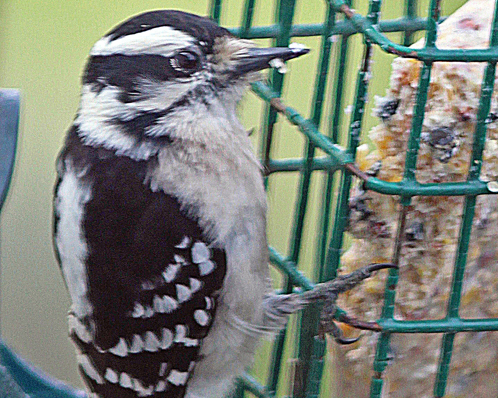 Downy woodpecker eating food in a wire cage