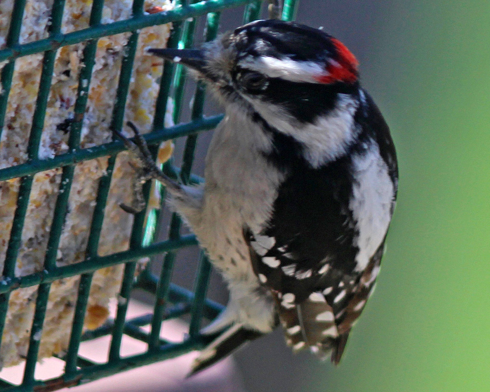 Downy Woodpecker in our backyard