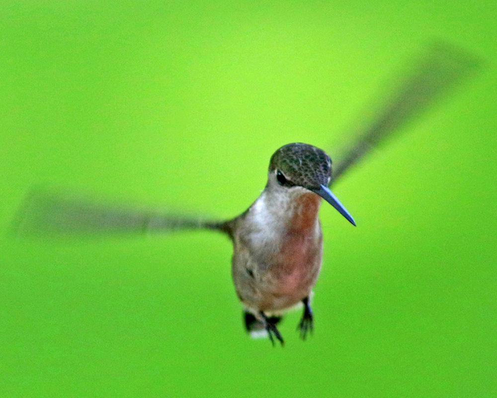 A red-throated hummingbird female approaches our hummingbird feeder