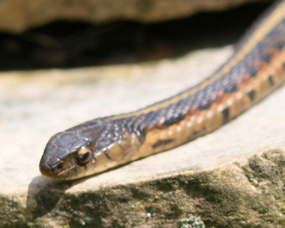 A Garter Snake basks in the sun
