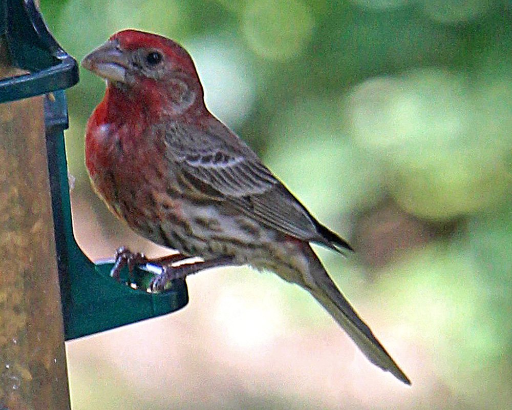 Female and male finch eating out our bird feeder