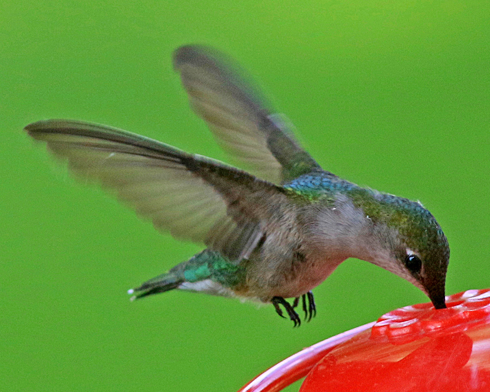 A red-throated hummingbird female taking sugar-water from our feeder
