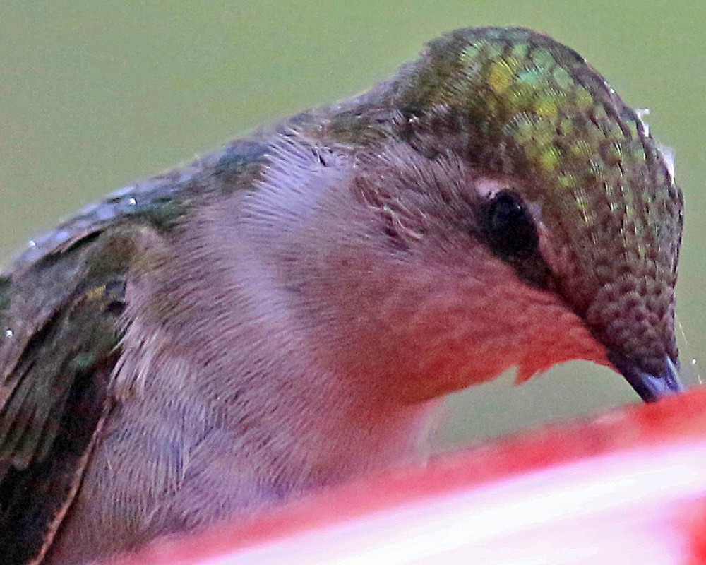A red-throated hummingbird turned three-quarters away in flight over a feeder