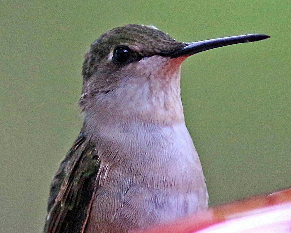 A red-throated hummingbird turned three-quarters away in flight over a feeder