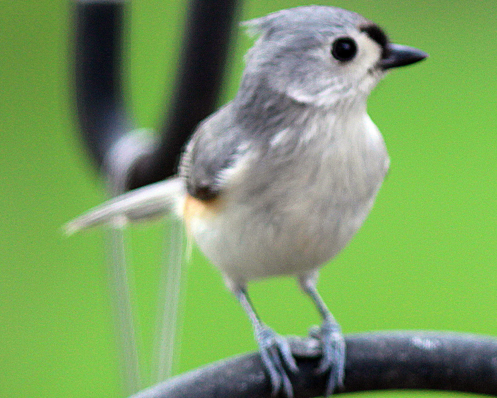 Tufted Titmouse in our backyard