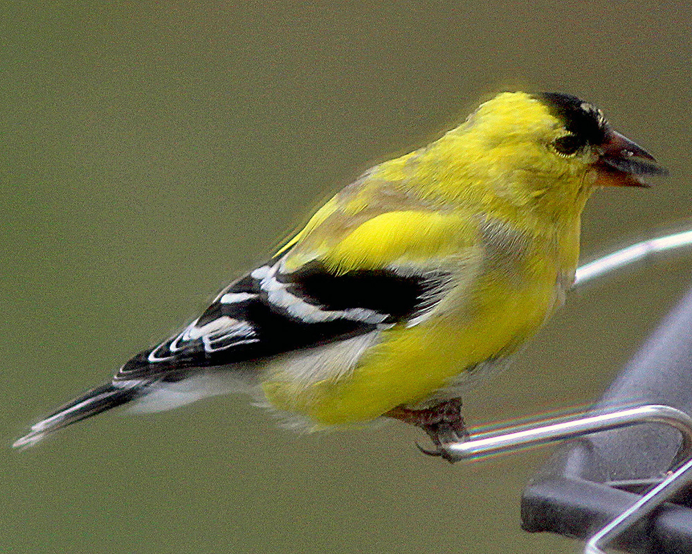 A male goldfinch discovers our bird feeder in early spring