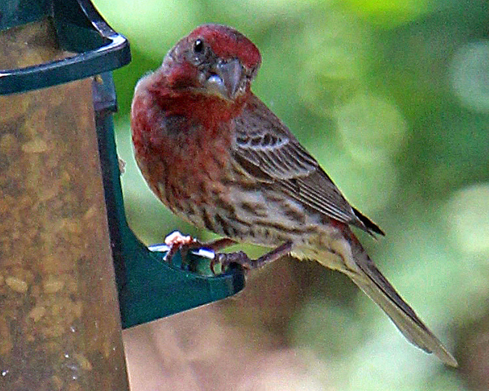 Female and male finch eating out our bird feeder