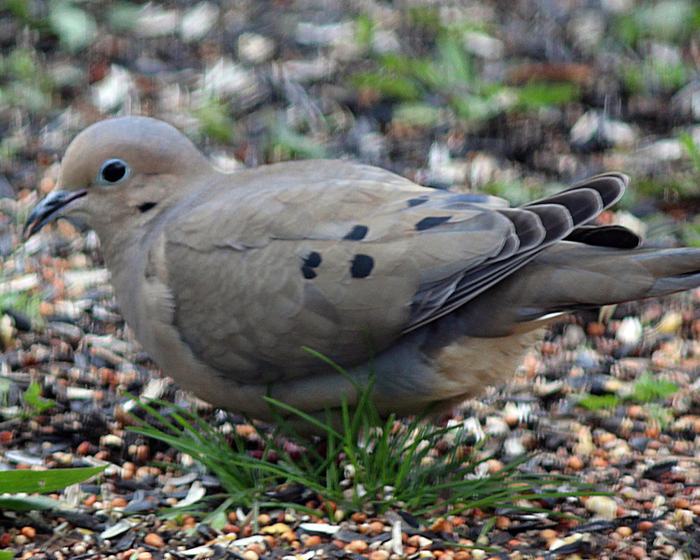Mourning Dove on the ground