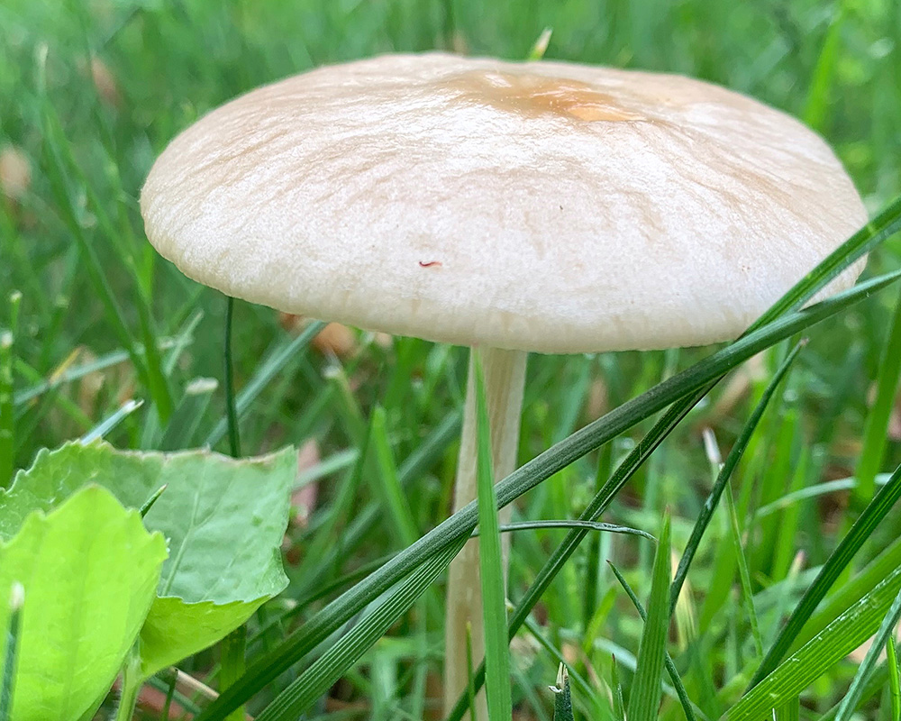 mushroom