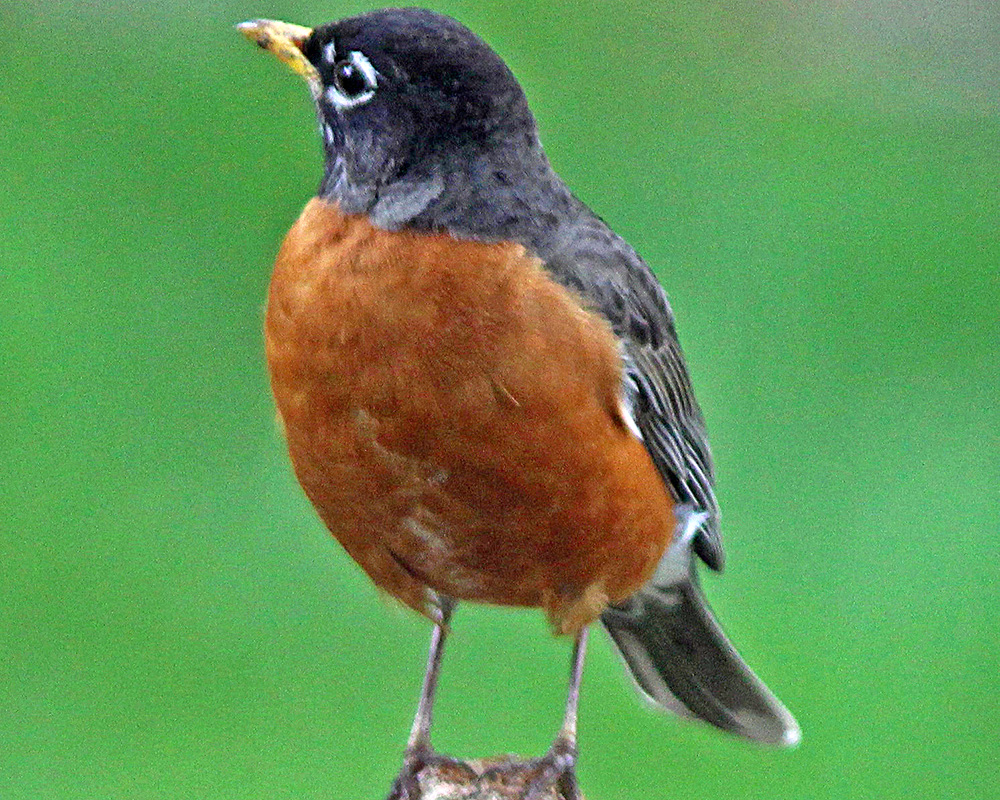 Robin in our backyard