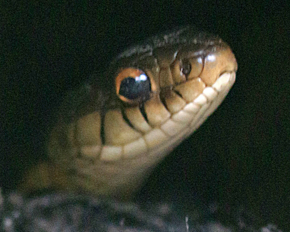 A Garter Snake peeks out from a dark hole in the rocks