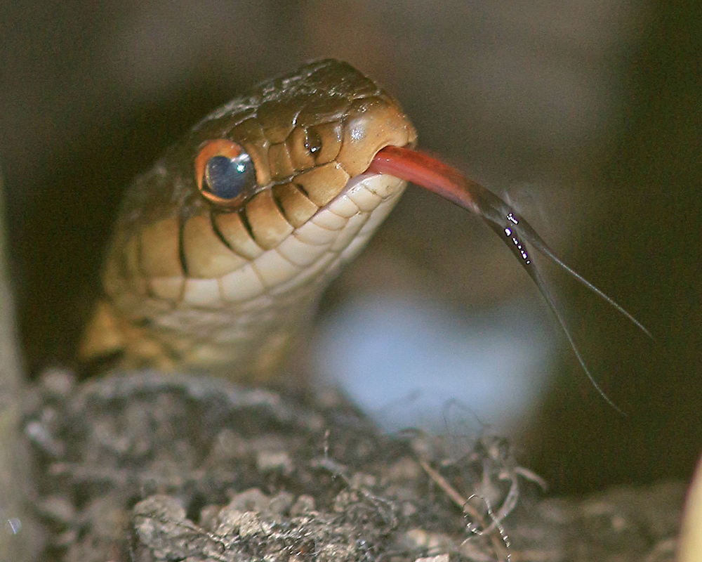 A Garter Snake tastes the air