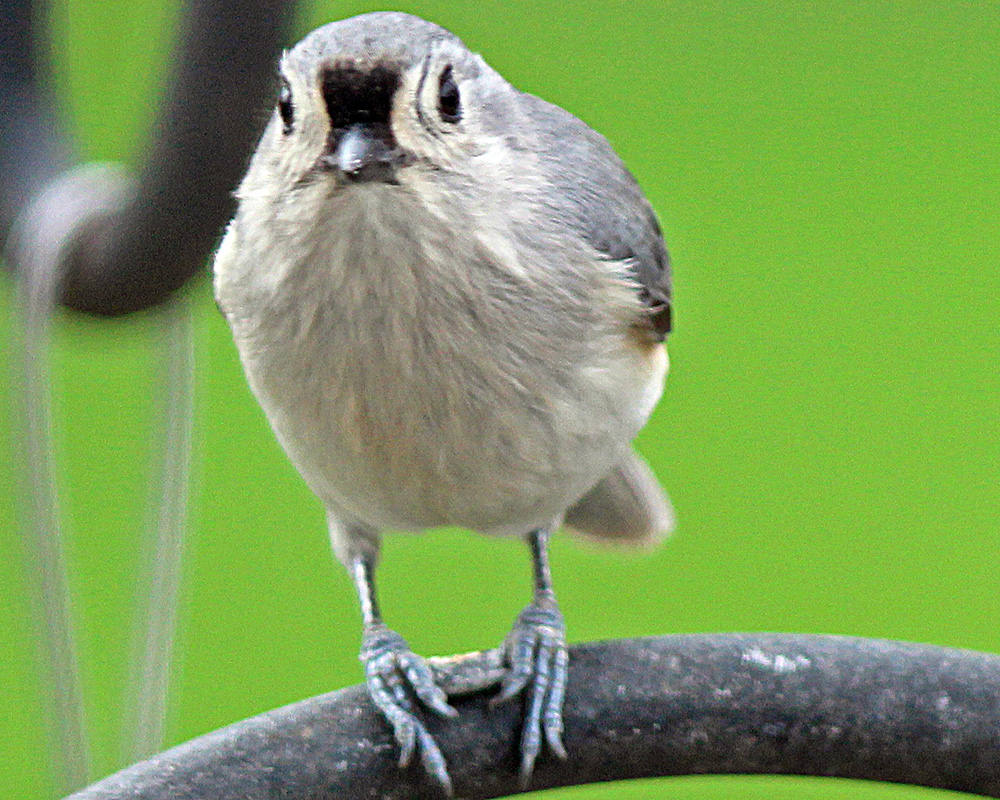 Tufted Titmouse face-on direct in our backyard