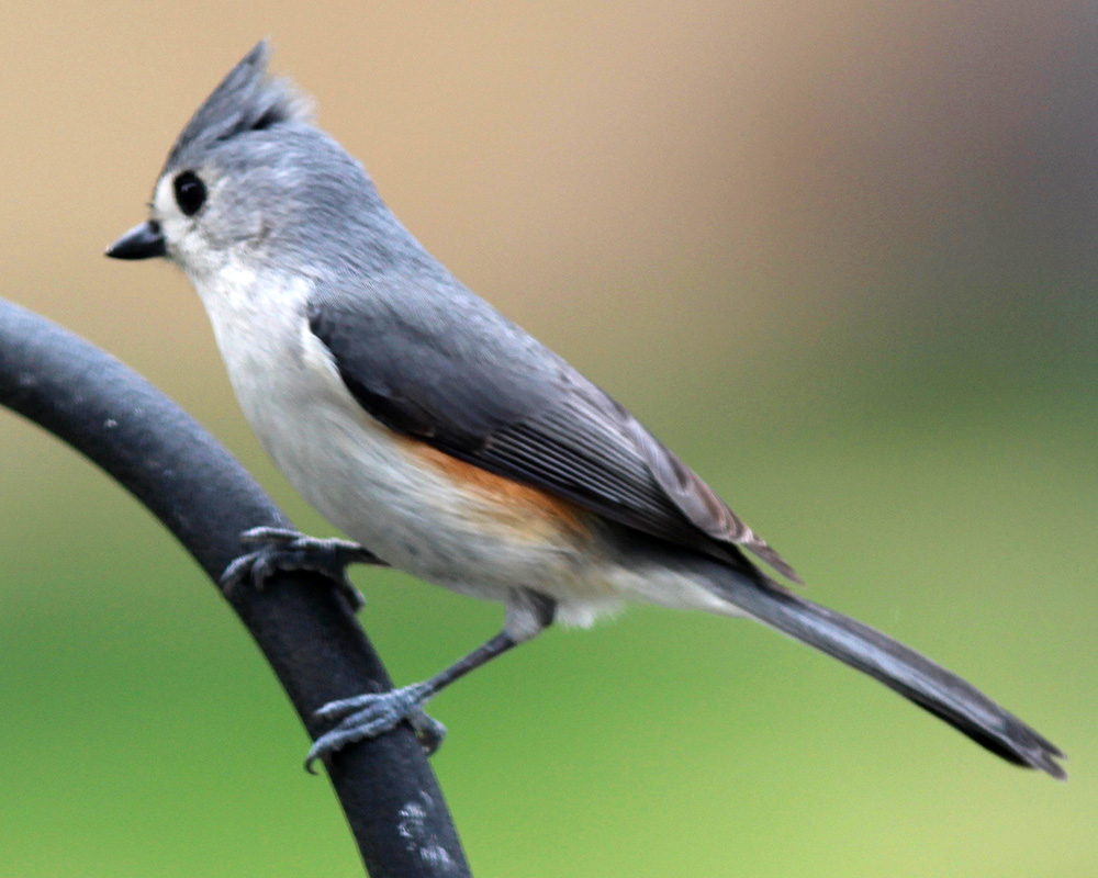 Bird in our backyard