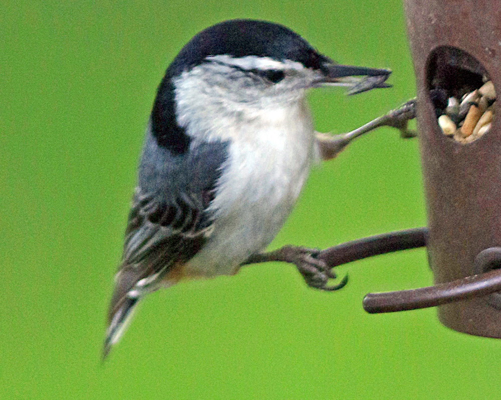 White-Breasted Nuthatch getting seeds from a birdfeeder