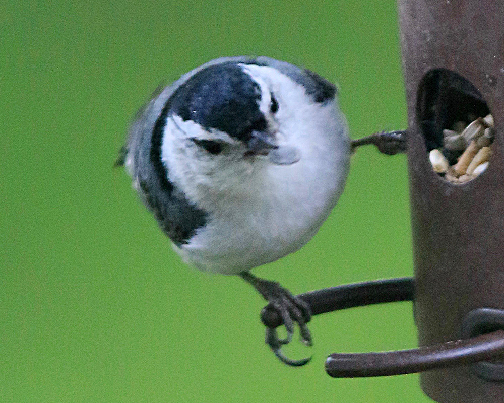 White-Breasted Nuthatch getting seeds from a birdfeeder