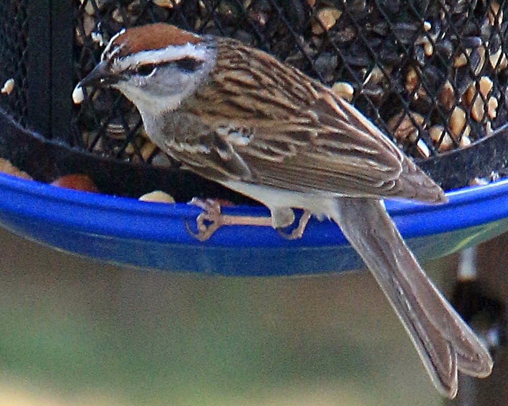 This chipping sparrow has a seed in his mouth