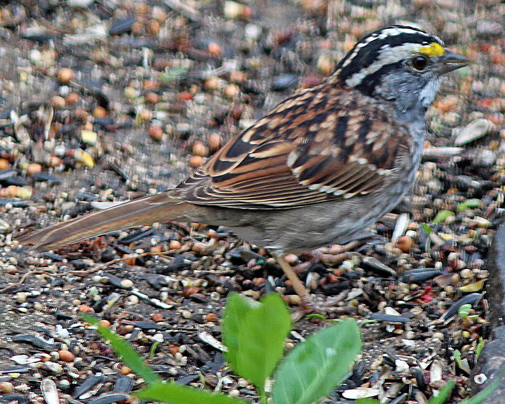 Bird in our backyard