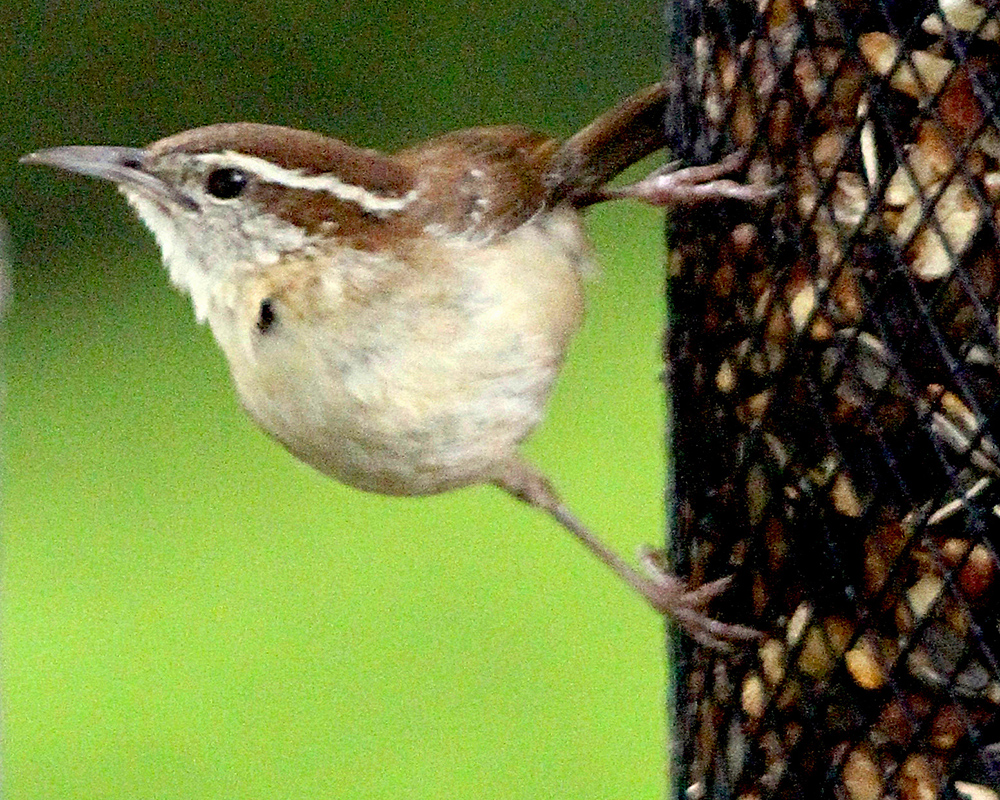 A Carolina wren perches on a mesh of a bird feeder, looking at seeds and nuts