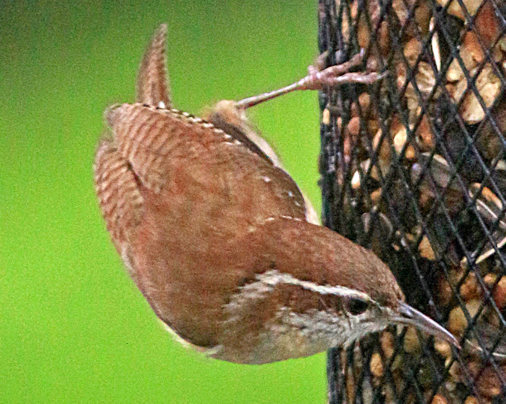 A Carolina wren perches on a mesh of a bird feeder, looking at seeds and nuts
