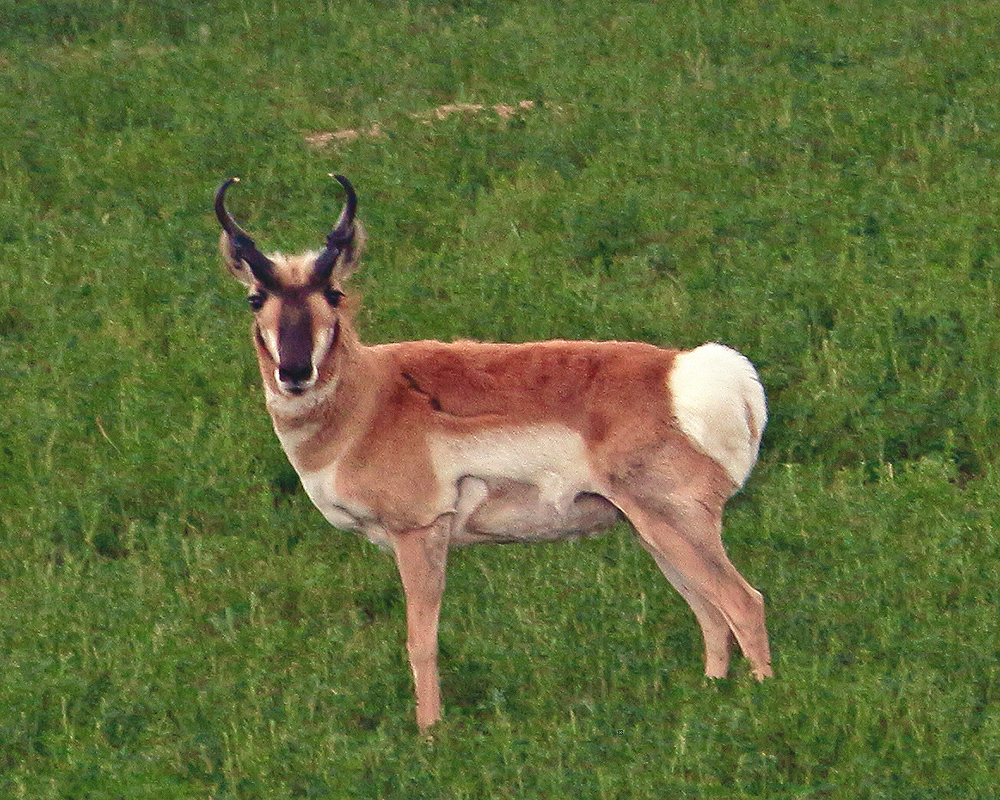 Antelope by Route 13