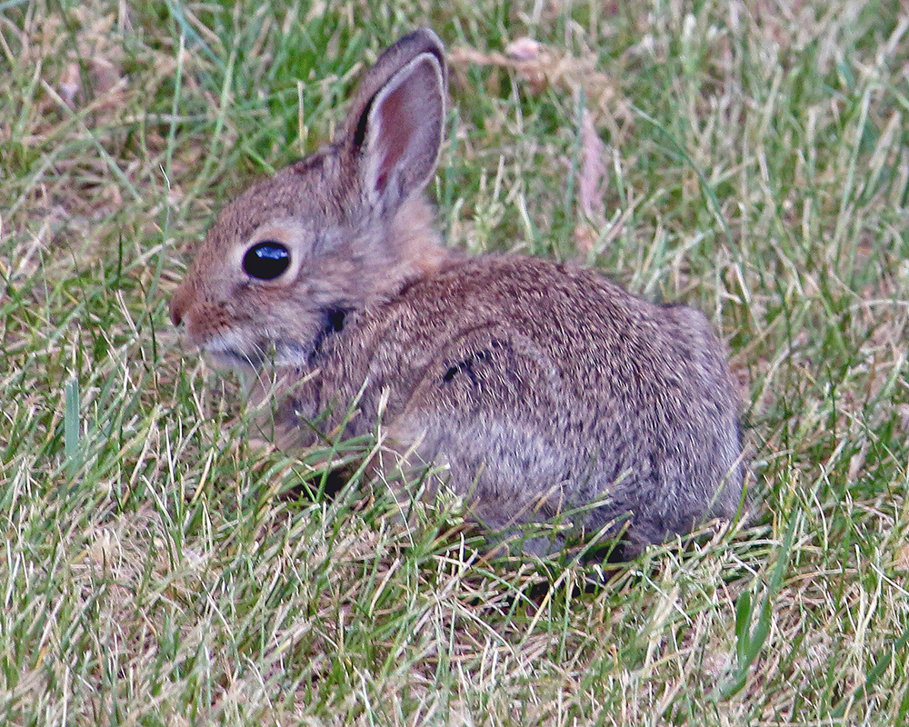 Babby Bunny Ayres