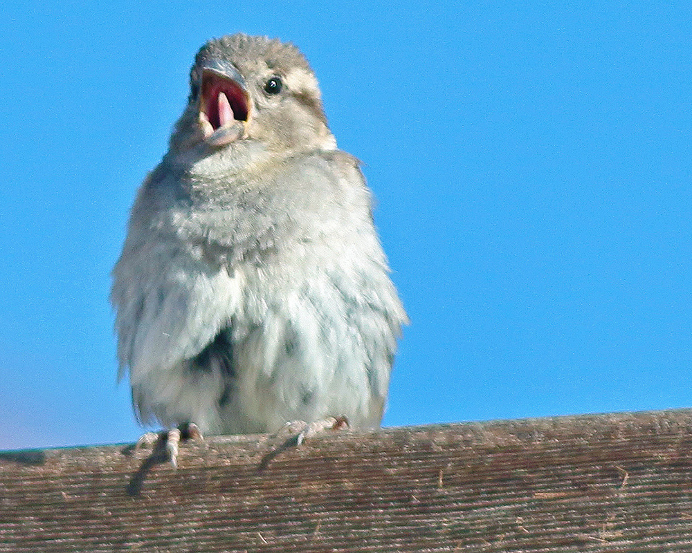 Baby-Bird