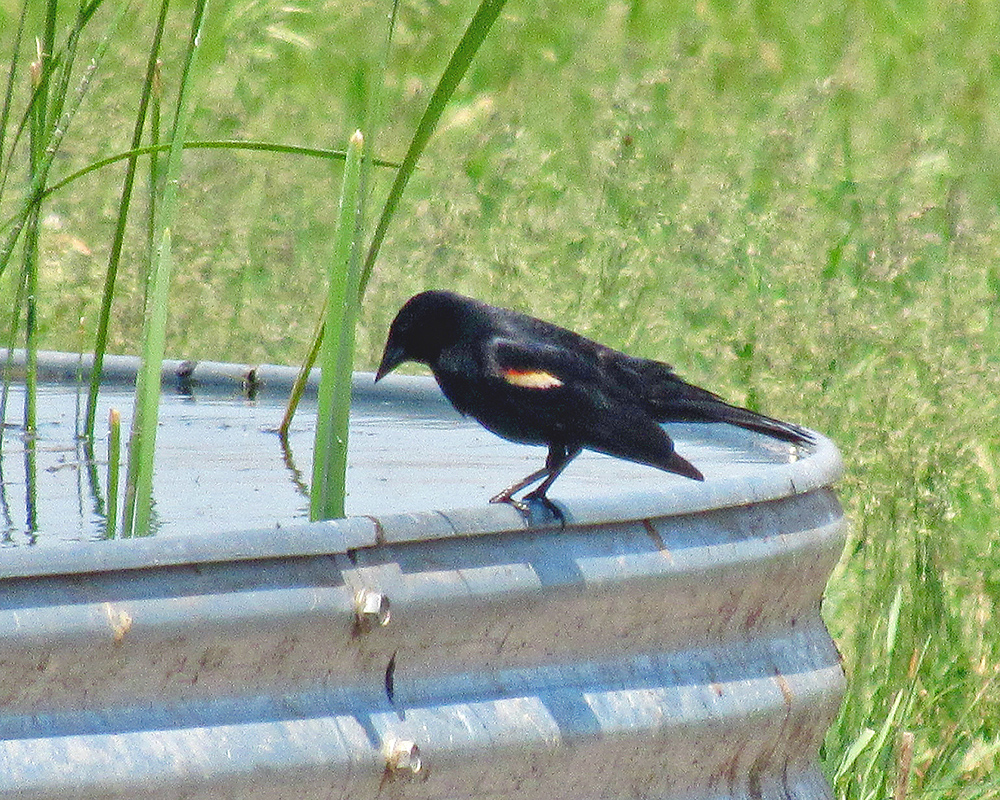 Blackbird Watertank
