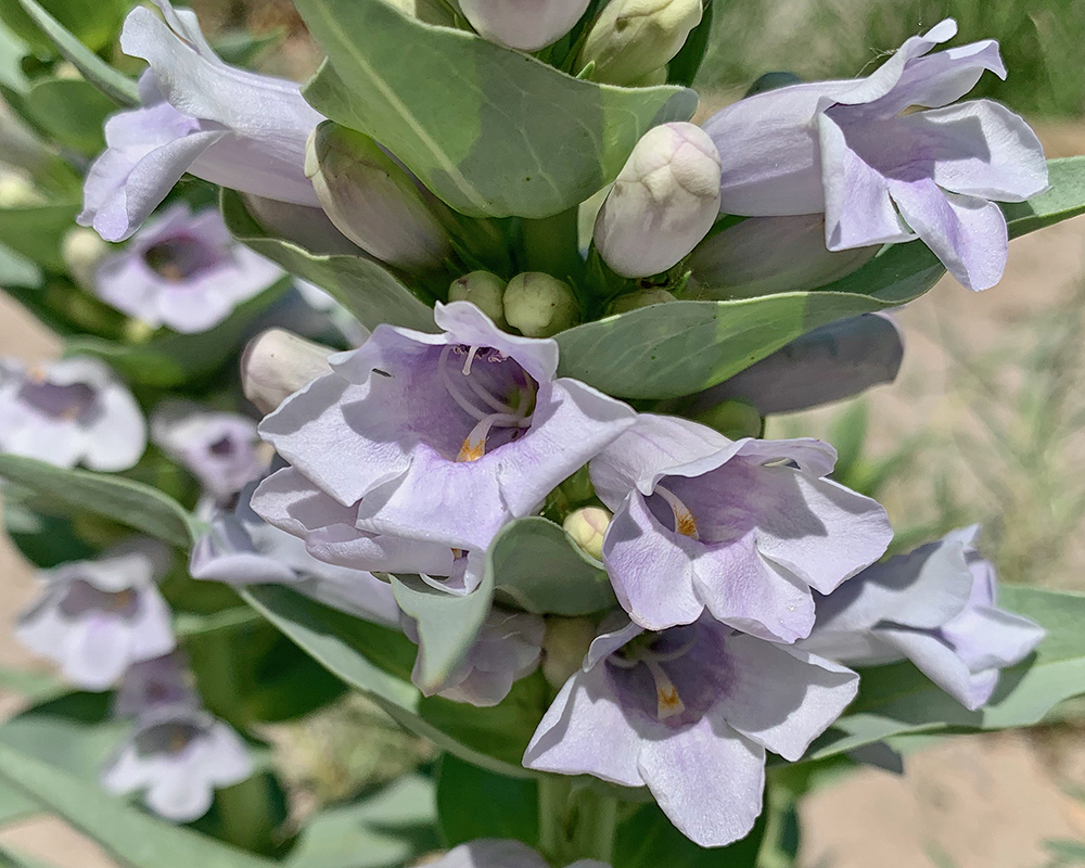 Blowout Penstemon