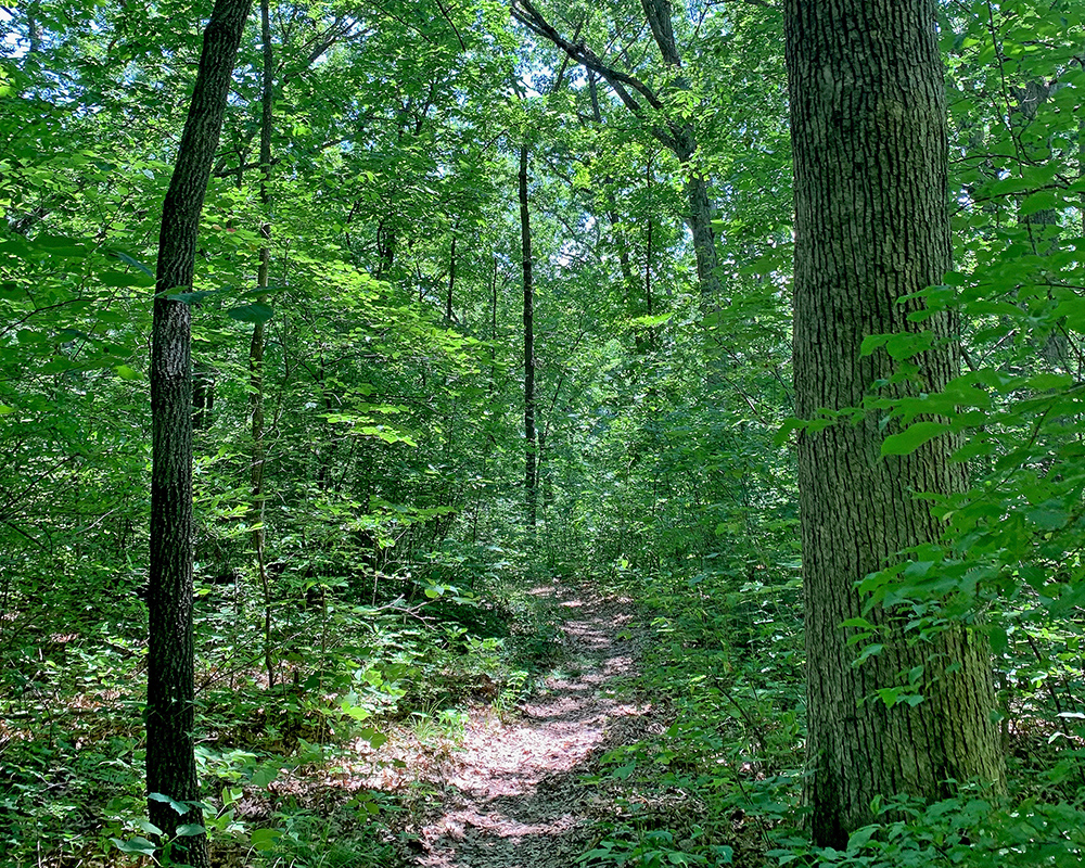 Boy Scout Trail in Pershing State Park, Missouri