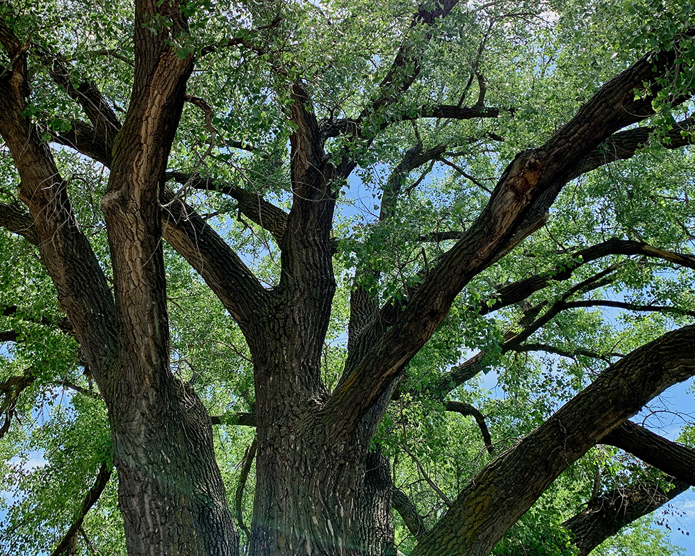 Brownlee Picnic Tree