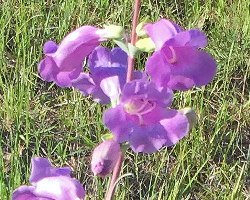 Chadron Penstemon