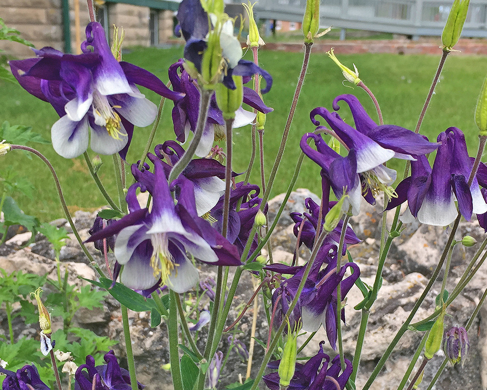 Columbine Fort-Robinson