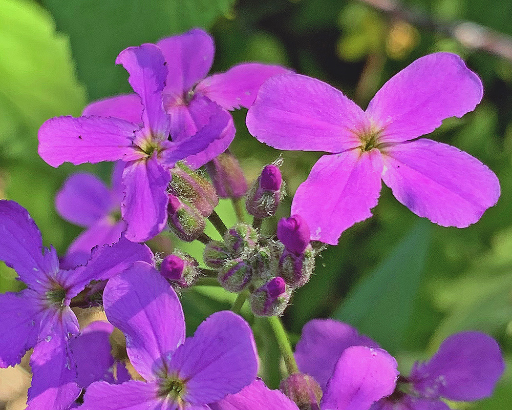 Dame's Rocket Hesperis matronalis