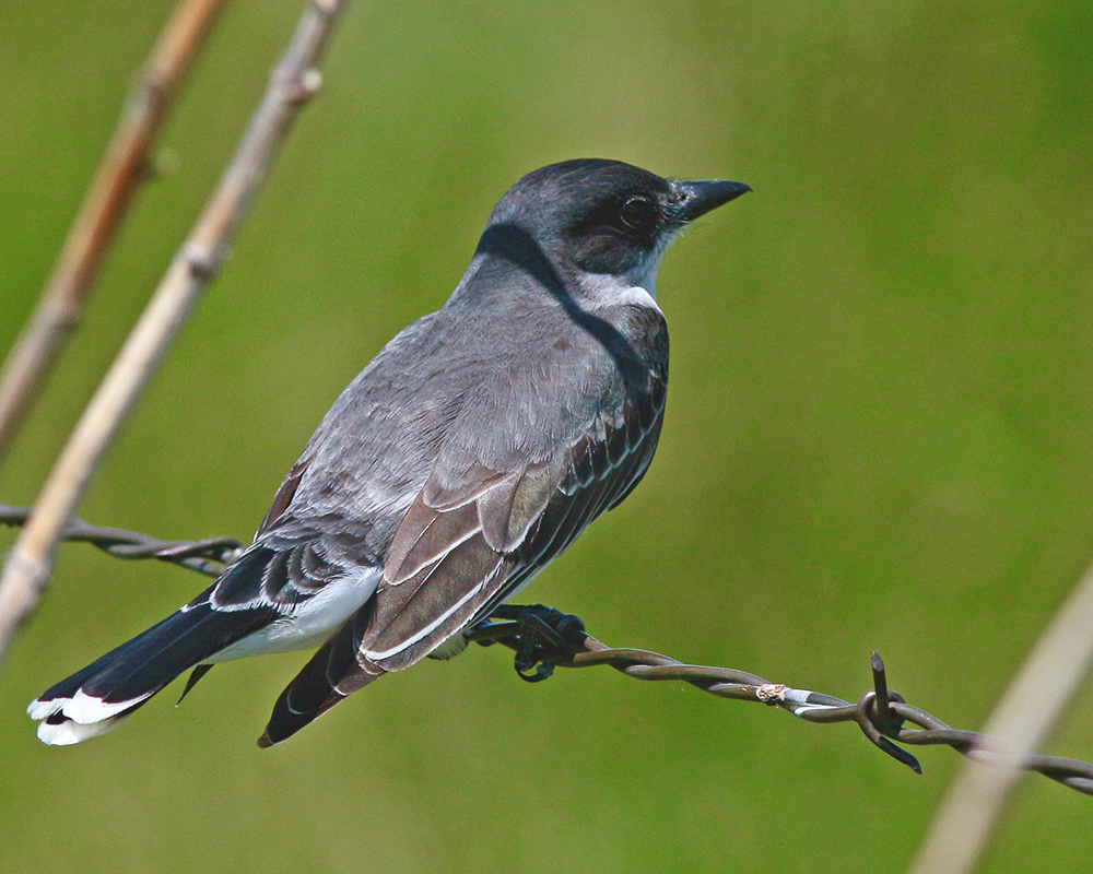 Eastern Kingbird