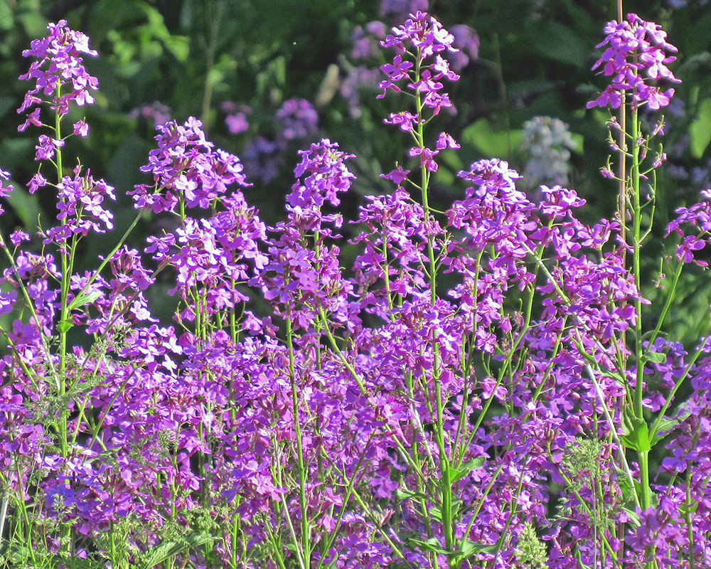 Fireweed Chamerion angustifolium