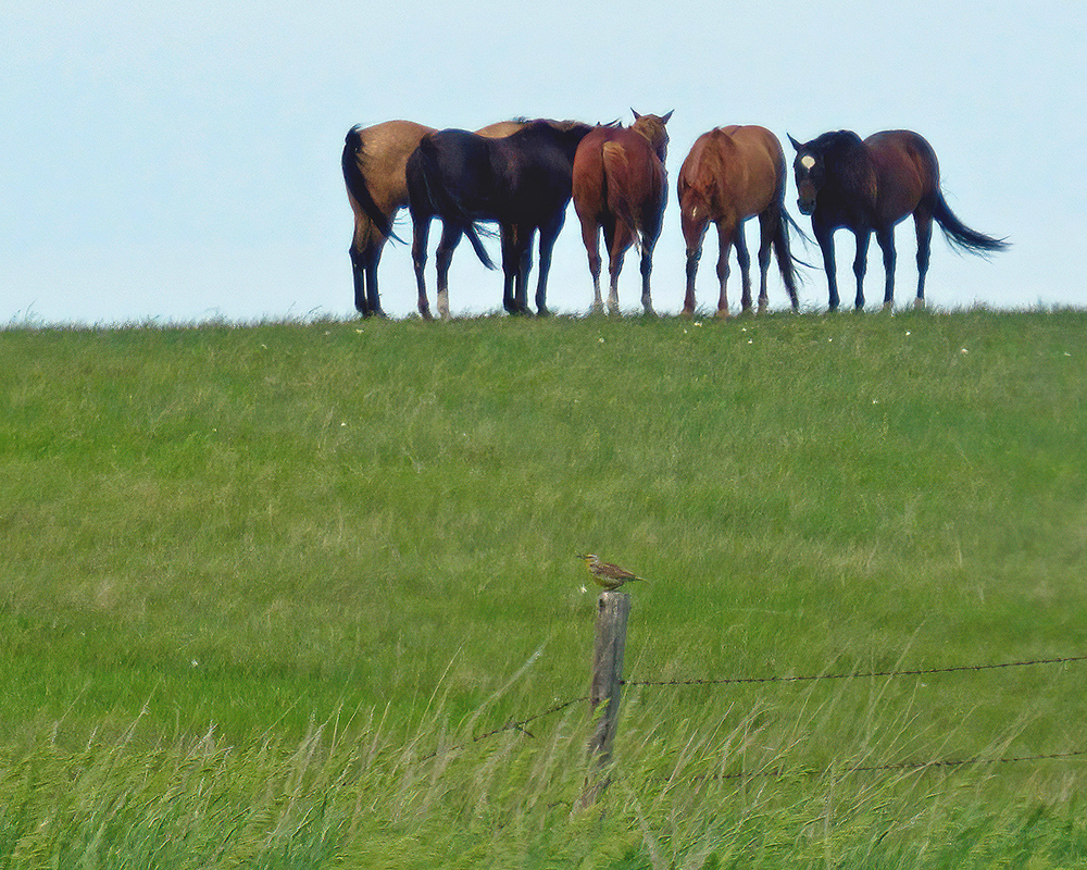 Horses Western Nebraska