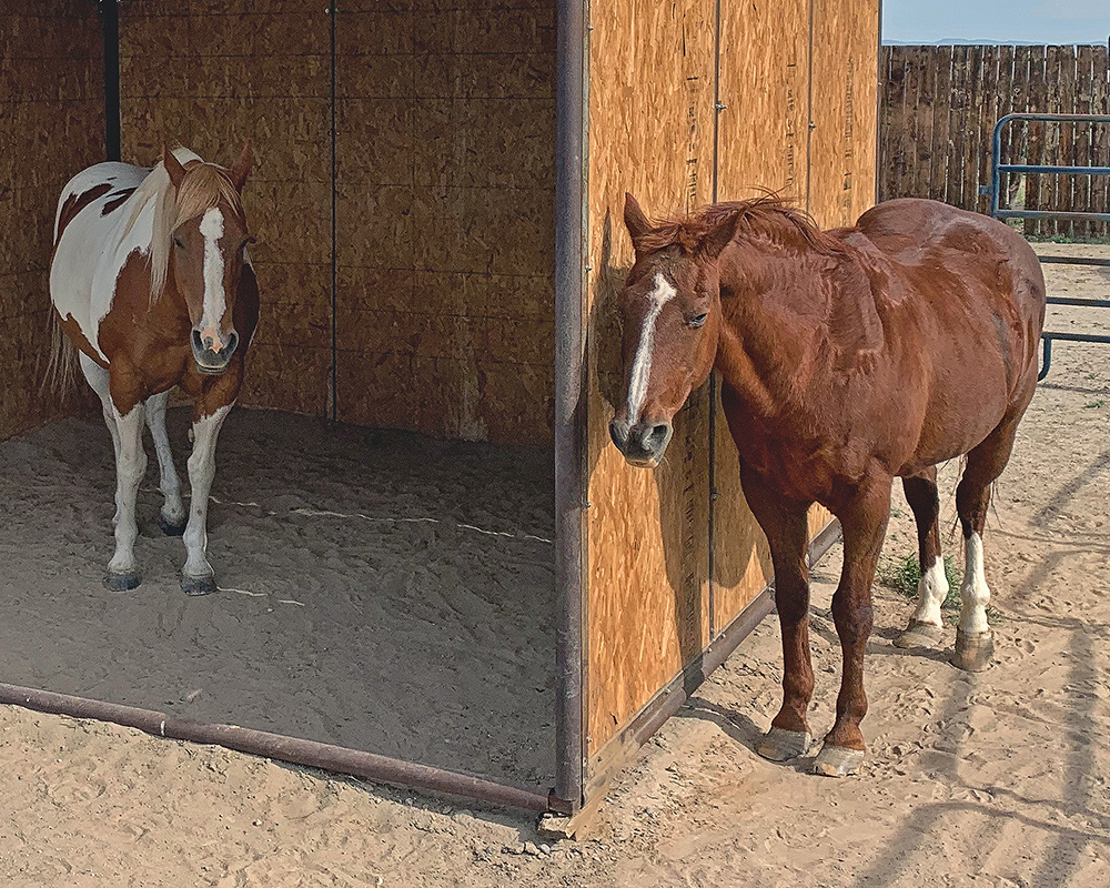 Horses at Jim Moss