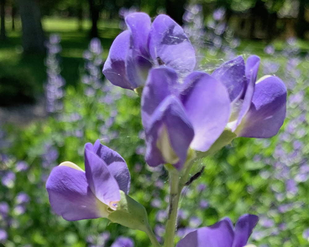 Lupin National Forest