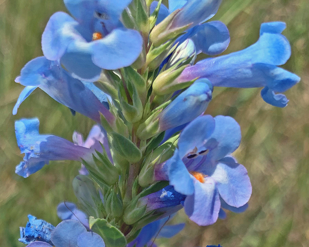 Narrowleaf beardtongue Penstemon angustifolius